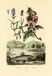 Lavendel